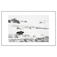 Wild Horses of Cumberland Island
