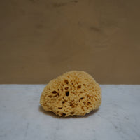 Sea Sponge