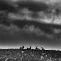 Ranchland: Wagonhound