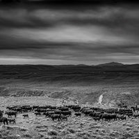 Ranchland: Wagonhound