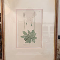 Framed Pink Botanical Prints