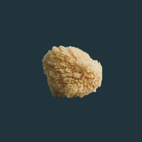 Sea Sponge