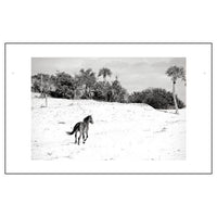 Wild Horses of Cumberland Island