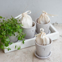 Petite White Terracotta Pot & Saucer