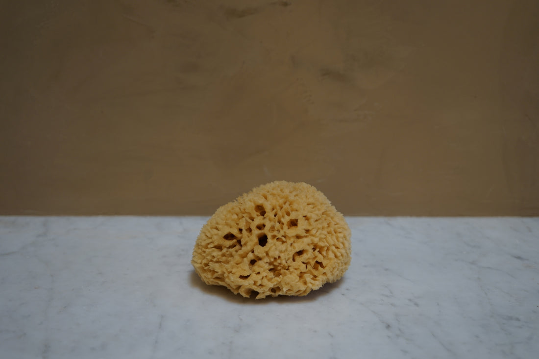 Sea Sponge