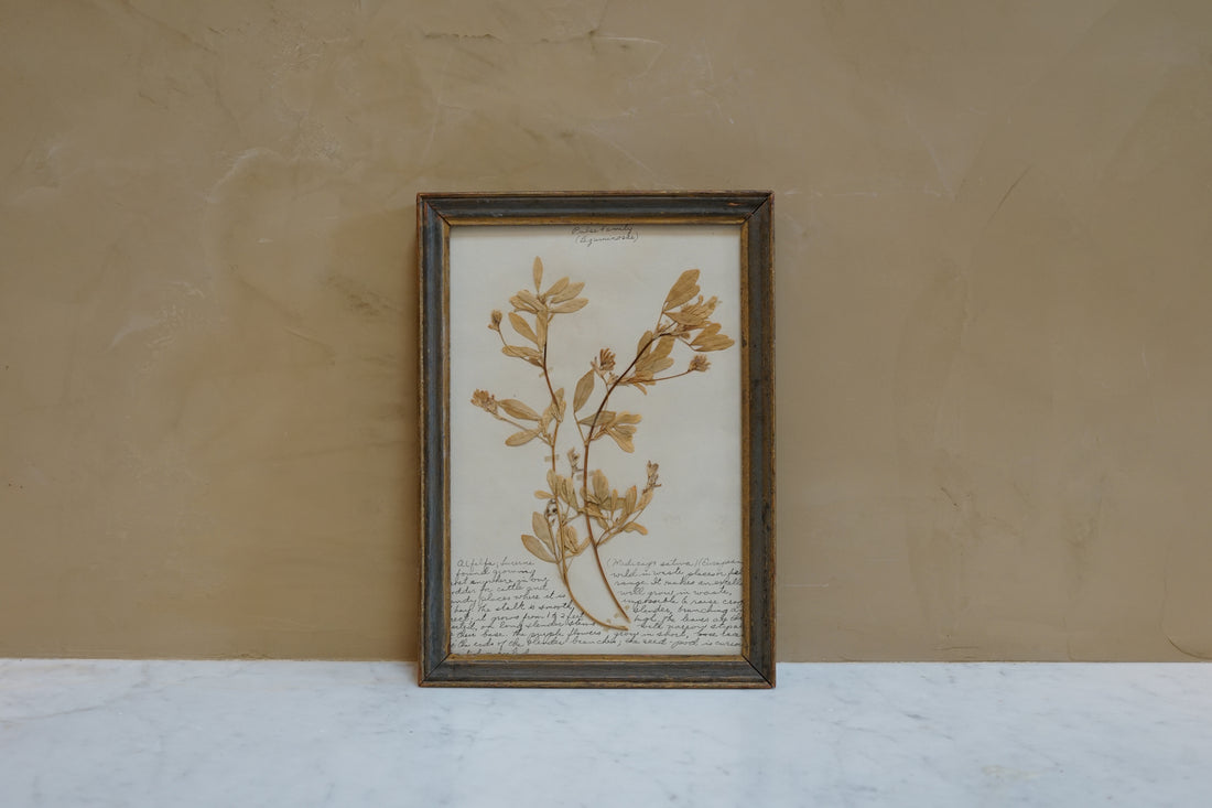 Botanicals Around The World 6