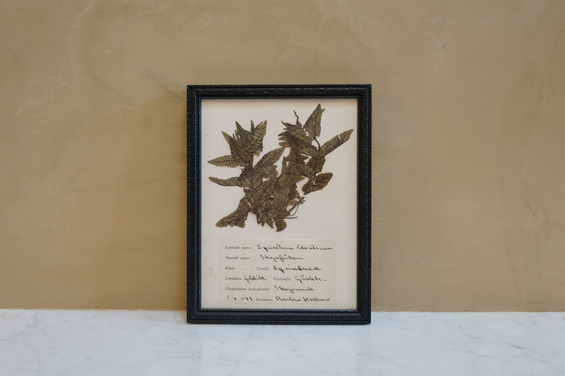 Botanicals Around The World 4.