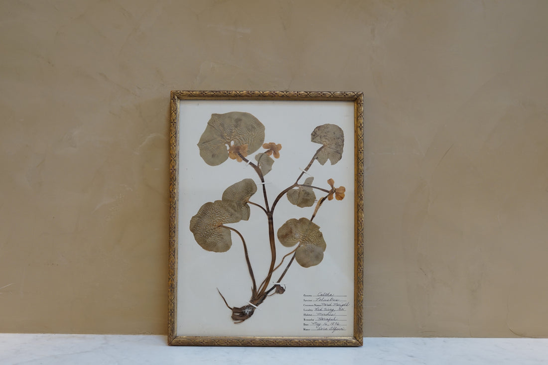 Botanicals Around The World 24