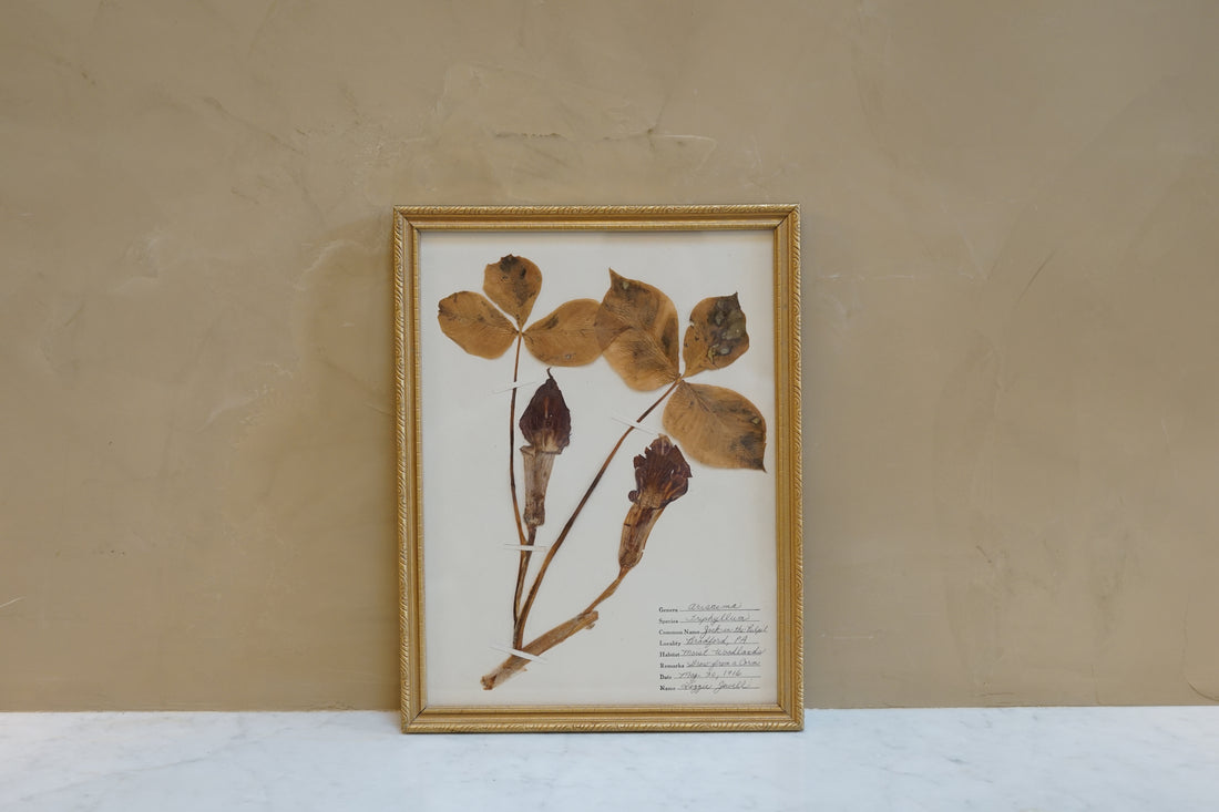 Botanicals Around The World 25