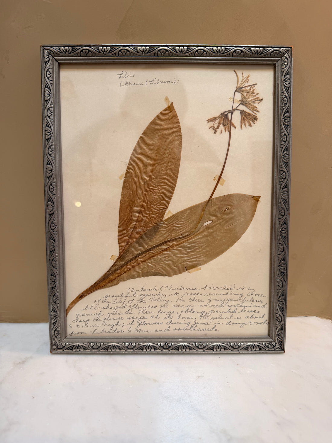 Botanicals Around the World 27