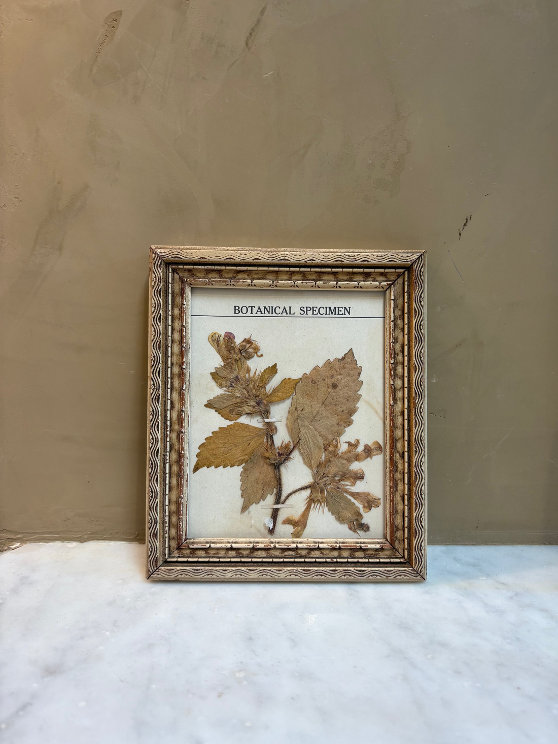 Botanical Specimen 1