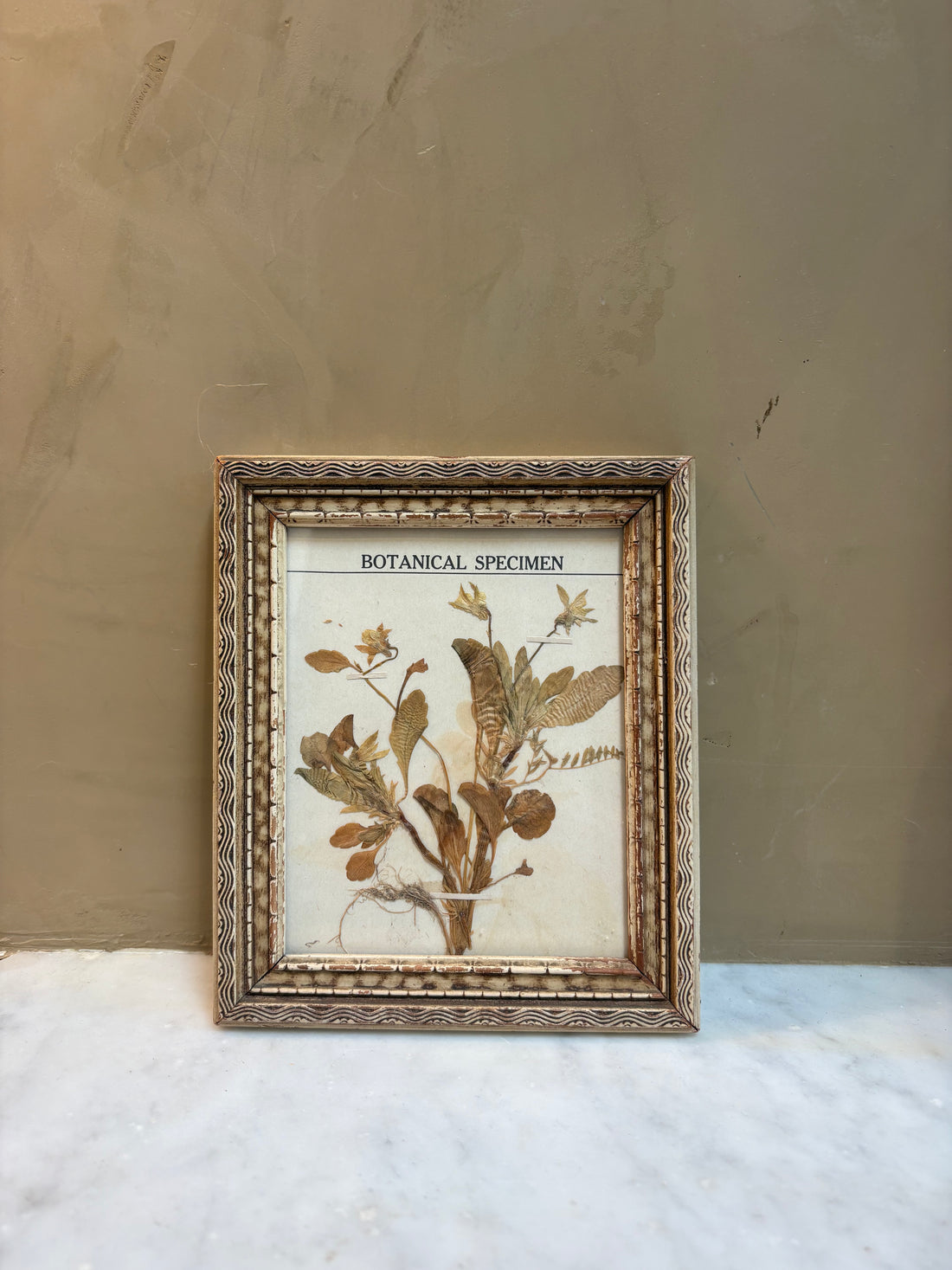 Botanical Specimen 2