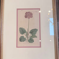 Framed Pink Botanical Prints