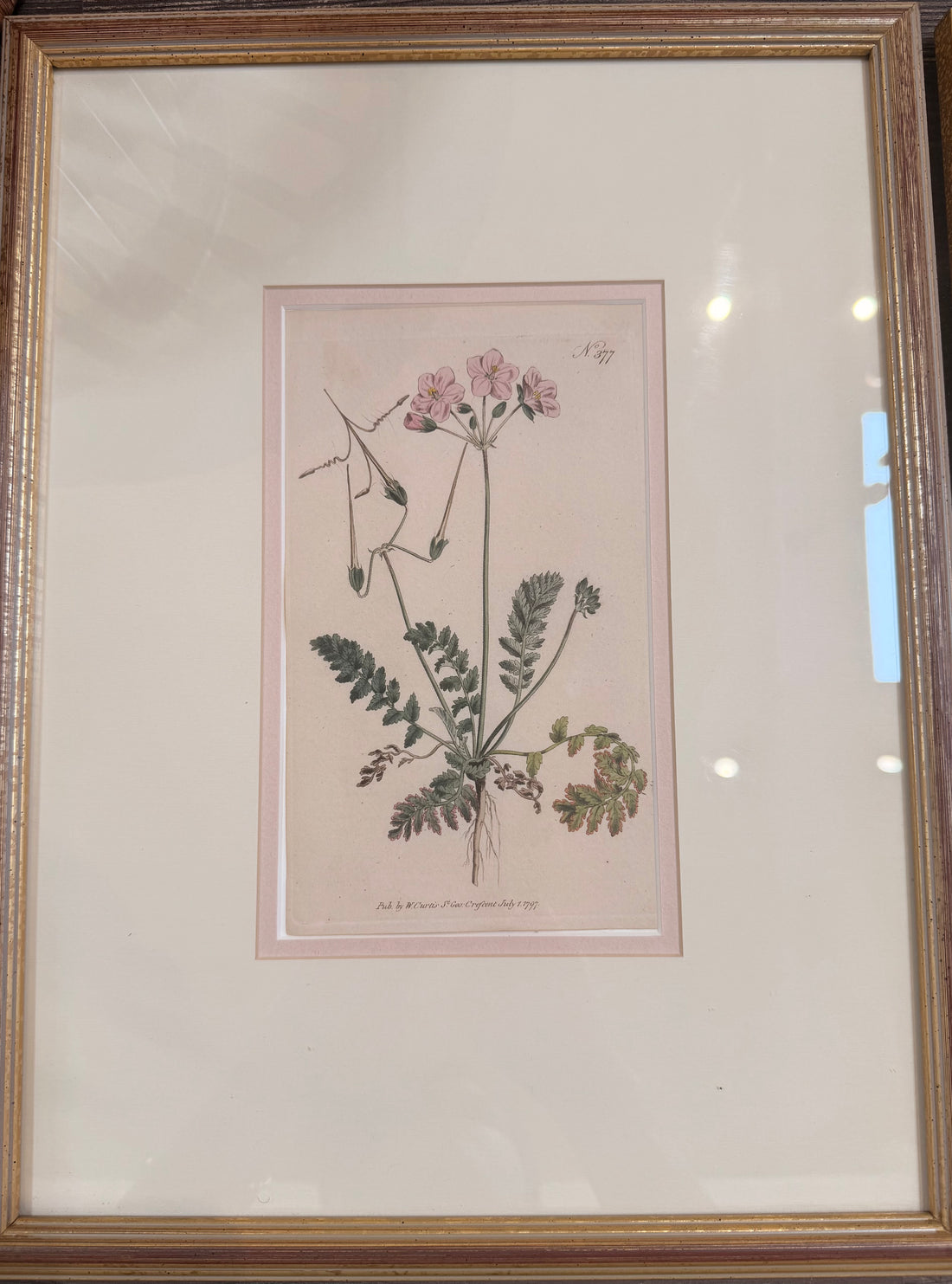 Framed Pink Botanical Prints