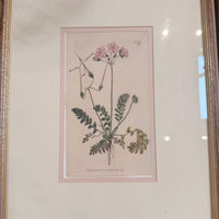 Framed Pink Botanical Prints