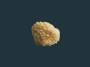 Sea Sponge