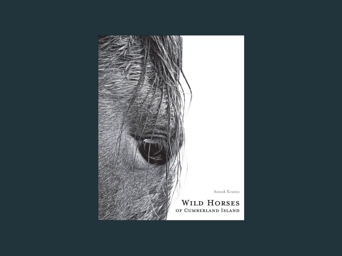 Wild Horses of Cumberland Island