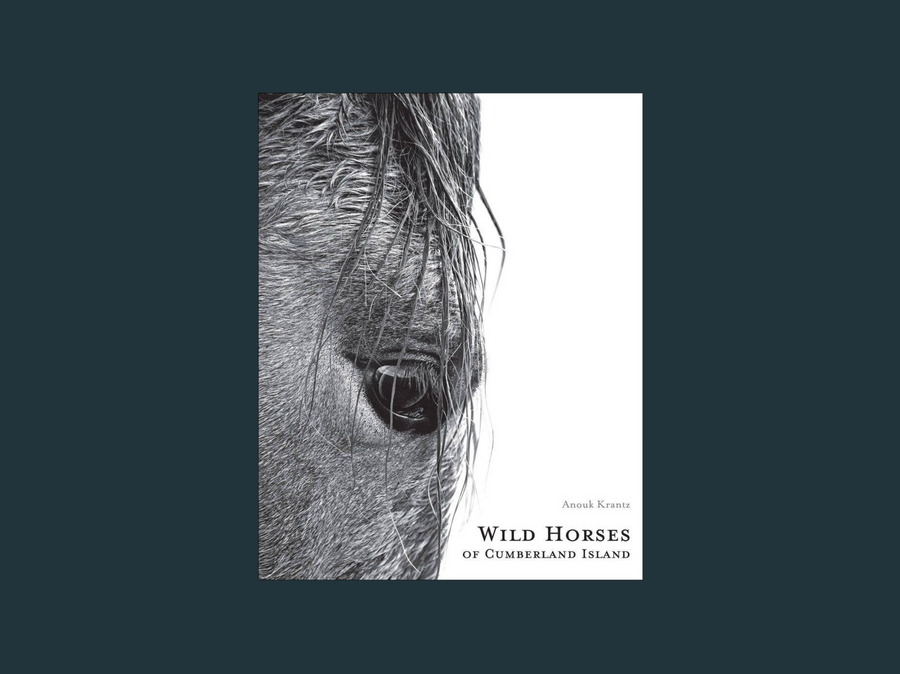 Wild Horses of Cumberland Island